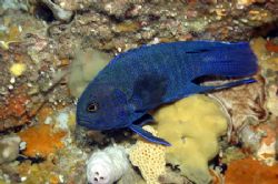 Devilfish or Western Blue Devil. Photo taken in Esperance... by Brian Mayes 
